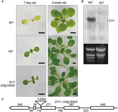 At5g19540 Encodes a Novel Protein That Affects Pigment Metabolism and Chloroplast Development in Arabidopsis thaliana